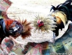 Judi Sambung Ayam dengan Modus Kontes Resahkan Warga, APH di Minta tindak Tegas