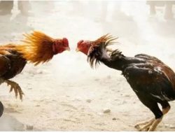 Sabung Ayam Cokro Pakis, Ramai dan Aman Diduga di Kordinir Oknum TNI