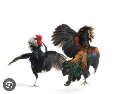 Tidak ada Kapoknya, Buka Kembali Judi Sabung Ayam di Cokro Kecamatan Pakis Malang