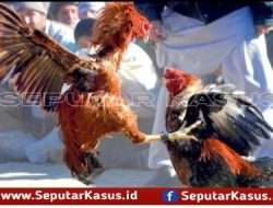 Kapolsek Tanjung Bumi Bangkalan Tutup Mata, Judi Sabung Ayam Bebas Beroperasi Tanpa Takut Hukum