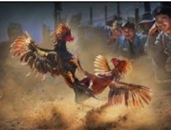 Judi Sabung Ayam Desa Kebonagung Sukodono, Lumajang Bebas Beraktivitas, Dimana Aparat Penegak Hukum 
