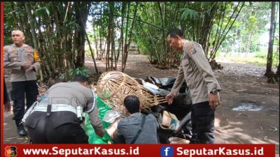 Tegas Berantas Perjudian Polisi Bongkar Lima Arena Sabung Ayam di Jember