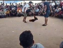 Polres Sampang Tercoreng, Judi Sabung Ayam di Desa Bira Tengah Sokobanah kembali Beraktivitas meski Sering Dibubarkan 