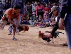 Kapolda Jatim Wajib Turun Tangan, Judi Sabung Ayam di Desa Belung Marak, Kinerja Kapolsek Poncokusumo Dipertanyakan 