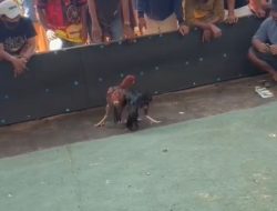 Viral Pesan Berantai Sabung Ayam, Polres Sumenep Dinilai Gagal, Kapolri Harus Bertindak
