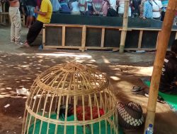 Polres Lumajang Diduga Main Mata, Judi sabung Ayam di Selok Pasirian Aman Tanpa Razia