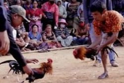 Sempat Viral Perjudian Sabung Ayam Tegalsari Ambulu Jember Kini Bergolak Lagi, Kapolsek Bungkam dan Blokir Nomor Wartawan