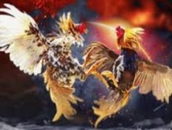 Diduga Kebal Hukum, Sabung Ayam di Desa Sukorejo Kecamatan Pasrujambe Lumajang Semakin Marak