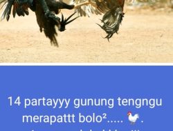 Tanpa Tindakan Aparat, Arena Sabung Ayam di Ranuyoso Jadi Sorotan