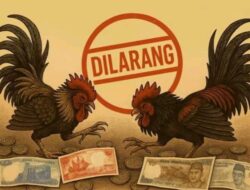 Kembali  Marak Sabung Ayam di Karang Duren Jember, Kapolres Harus Tindak Tegas