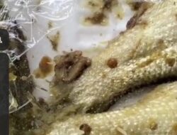 Ikan pada Menu MBG di SDN Rongtengah 2 Sampang Diduga Berulat, Penyaluran Program Disorot