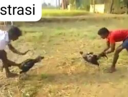 Diduga Kebal Hukum, Praktik Judi Sabung Ayam dan Dadu di Besuk Lumajang Tak Tersentuh