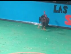 Aktivitas Judi Sabung Ayam dan Dadu di Jember, Warga Resah