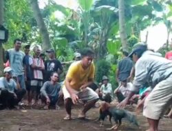 Praktik Judi Sabung Ayam di Lumajang Terkuak, APH Dinilai Tutup Mata