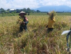 Wujud Kemanunggalan TNI, Babinsa Sangkar Agung Turun Langsung Bantu Warga Panen Padi