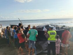 Aksi Nyata dan Profesional, Polres Jembrana Pastikan Penanganan Paus Terdampar Kondusif