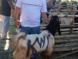 Ketua Umum KWI Umar Hayat Beli Kambing Kurban Sambut Idul Adha 1447 H