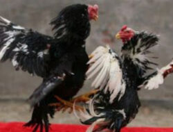 Warga Keluhkan Dugaan Aktivitas Sabung Ayam di Wilayah Sudimoro–Pucangsari, Purwodadi
