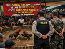 Publik Desak Aparat Cek Lokasi, Dugaan Sabung Ayam di Ambulu Kembali Jadi Perbincangan