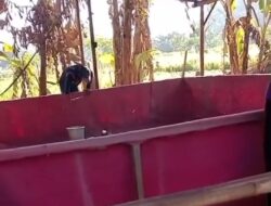 Diduga Kembali Buka, Arena Judi Sabung Ayam Sidodadi Uji Nyali APH Jember