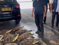 Ditpolairud Polda Bali Selamatkan 21 Ekor Penyu Hijau dari Jaringan Perdagangan Ilegal