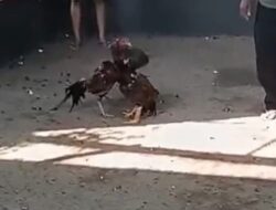 Dugaan Arena Sabung Ayam di Wiroborang Mayangan Kota Probolinggo Jadi Sorotan, Warga Sebut Diduga Dibekingi Oknum Purnawirawan APH