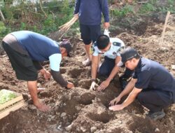 Lapas Kelas 1 Madiun Dari Brandgang Menuju Ketahanan Pangan,Tanam Tomat sebagai Wujud Pembinaan Produktif