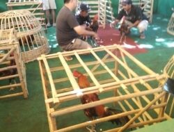 Tokoh Agama dan Masyarakat Desak Dugaan Judi Sabung Ayam di Pondok Dalem Diselidiki Secara Profesional