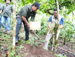 Mitigasi Longsor dan Dorong Ekonomi Warga, PLN UIP JBTB Salurkan Bantuan Konservasi 4.000 Pohon Aren Genjah Asal Aceh di Banyuwangi