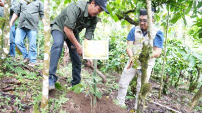 Mitigasi Longsor dan Dorong Ekonomi Warga, PLN UIP JBTB Salurkan Bantuan Konservasi 4.000 Pohon Aren Genjah Asal Aceh di Banyuwangi