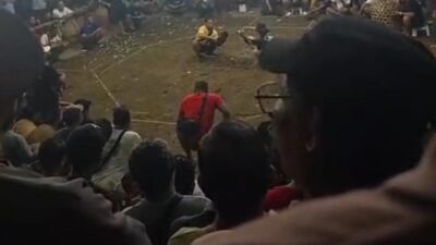 Tajen Diduga Marak di Gianyar, Hanya 1,2 Km dari Polsek dan 1,5 Km dari Polres, Polda Bali Didesak Turun Tangan