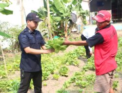 Tanam Keterampilan, Panen Kemandirian: Lapas I Madiun Budidayakan Pakcoy