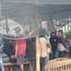 Woro-woro: Dugaan Sabung Ayam di Wonorejo Poncokusumo Disorot, Warga Minta Aparat Cek Lokasi